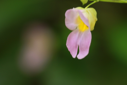Impatiens zygosepala