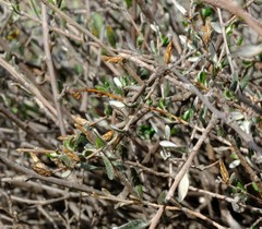 Amphiglossa rudolphii