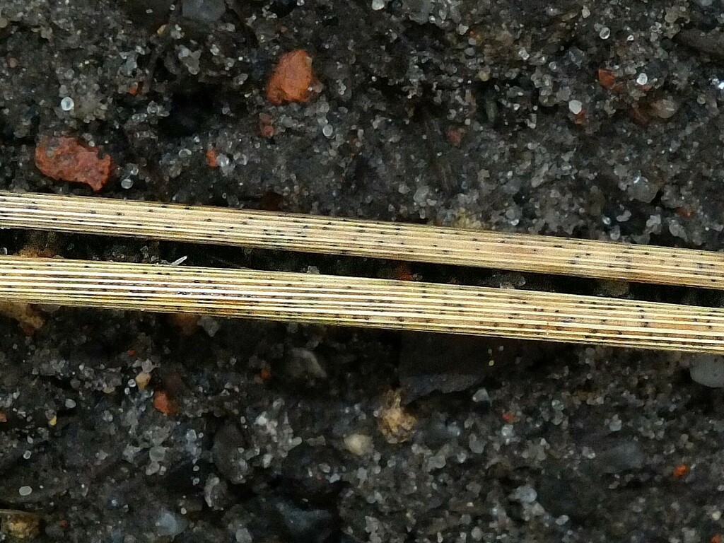 Phaeosphaeria fuckelii