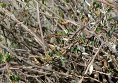Amphiglossa rudolphii