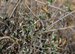 Amphiglossa rudolphii