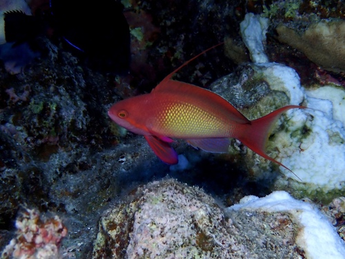 Lyretail Anthias