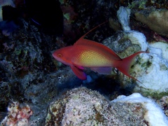 Sea Goldie photo 4