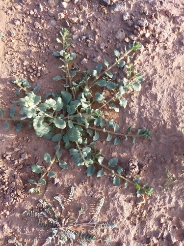 Egyptian Toadflax