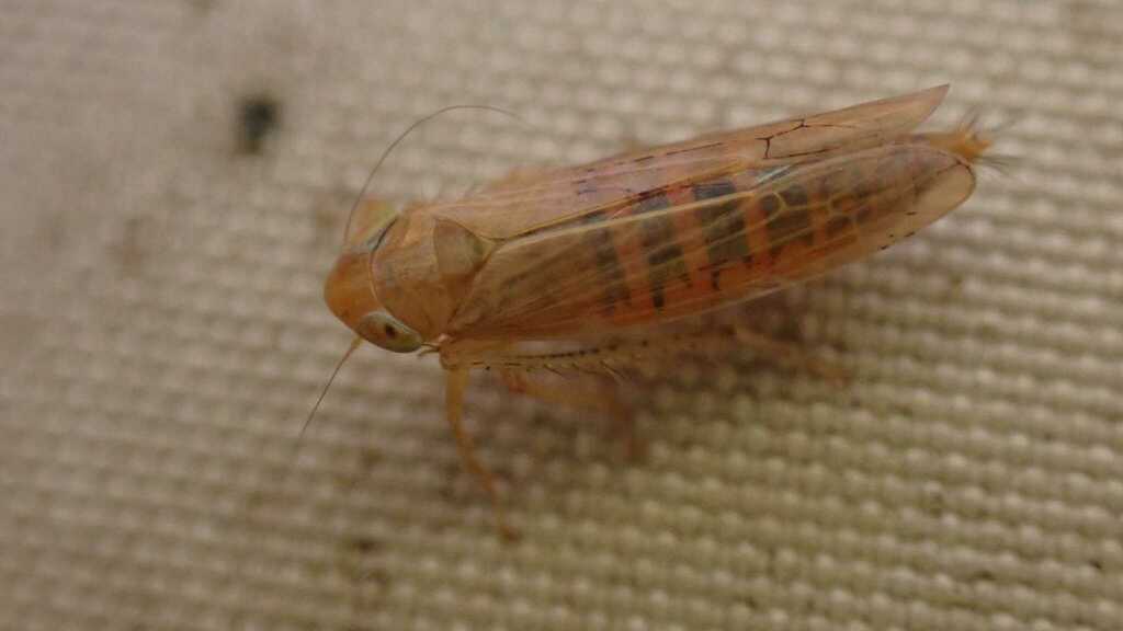 Cicadula frontalis