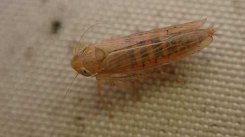 Cicadula frontalis