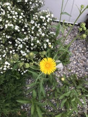 Sonchus palustris