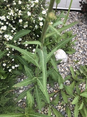 Sonchus palustris