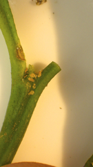Diaphorina citri