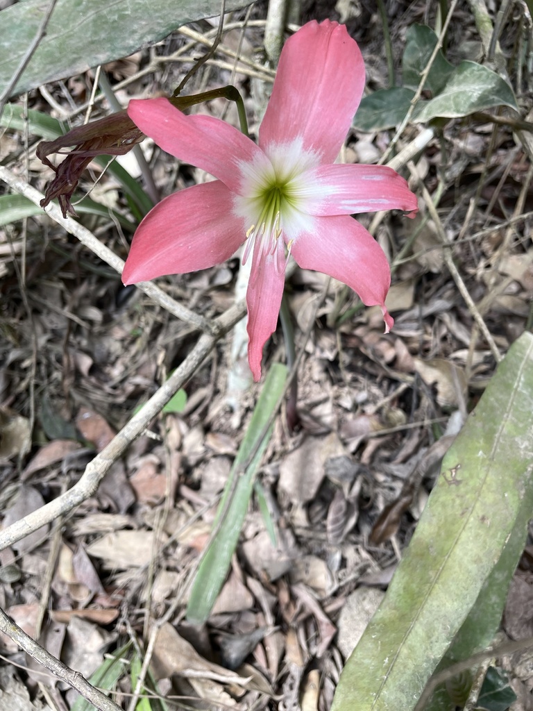 Hippeastrum traubii