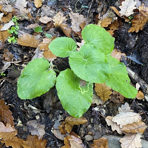 Image of Leopard's-Bane (Doronicum pardalianches) by (c) Oriol Sastre, some rights reserved (CC BY)