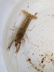 Procambarus spiculifer