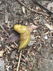 Ariolimax brachyphallus