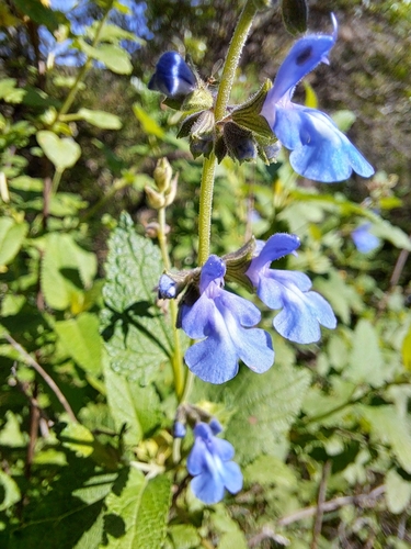 Image of Salvia cuspidata by (c) Gabriel Reinoso Franchino, some rights reserved (CC BY)