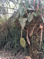 Philodendreae