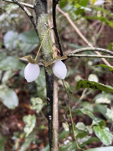 Diospyros gracilipes (Diospyros gracilipes)