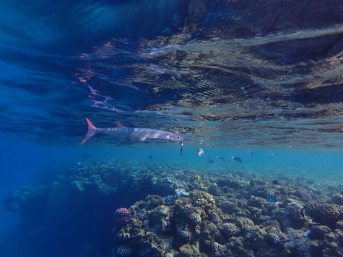 Red Sea houndfish (Tylosurus choram) — Belonidae — 4