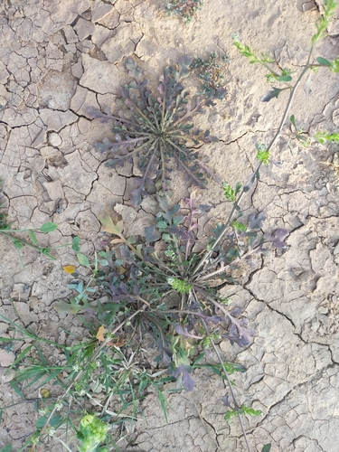 Lepidium lepidioides
