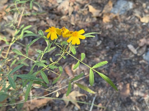 Tagetes lemmonii