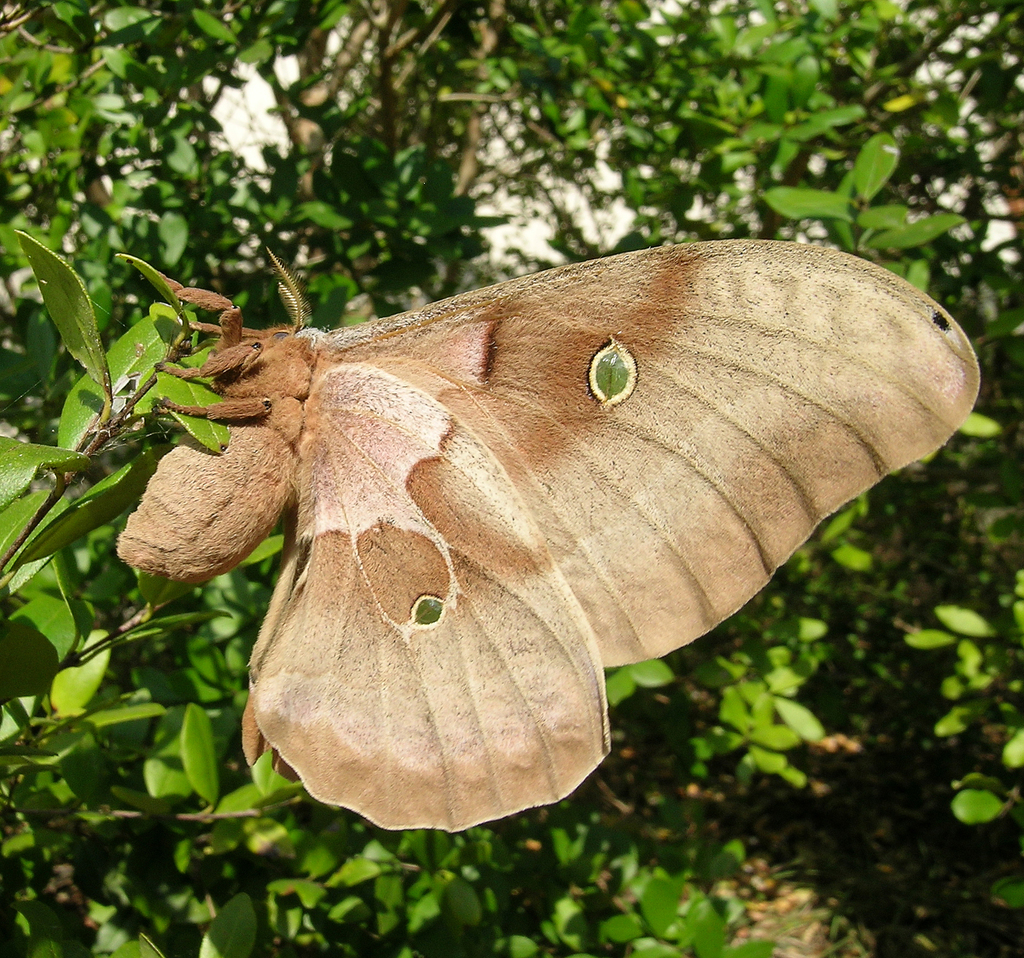 Polyphemus Moth Common Sf Bay Area Moths · Inaturalist