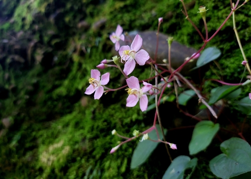 Bredia hirsuta iNat (2)