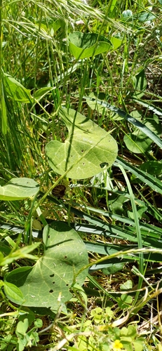 Aristolochia fimbriata