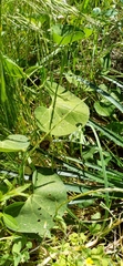 Aristolochia fimbriata