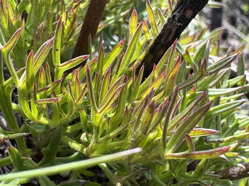 Image of Knowltonia tenuifolia by (c) Charleen Brunke, some rights reserved (CC BY)