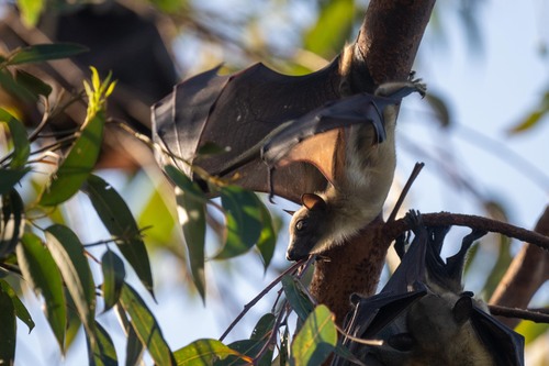 Straw-coloured Fruit Bat