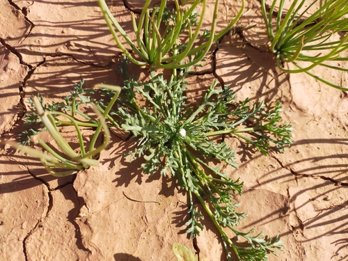 Otoglyphis pubescens