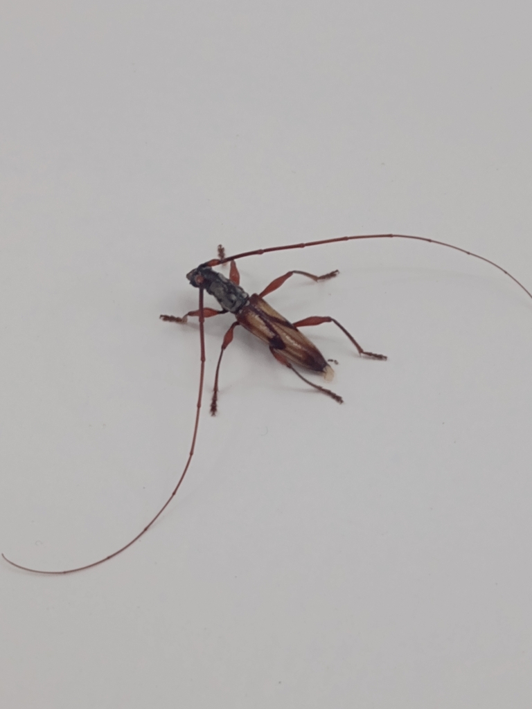 Tropidion supernotatum
