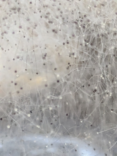 Podridão-de-rhizopus