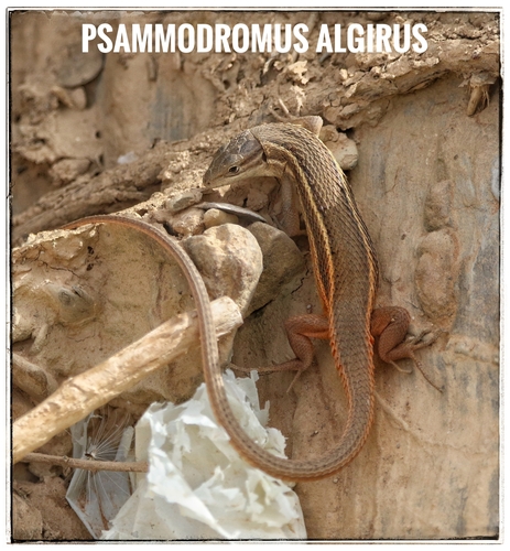 Large Psammodromus