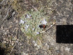 Bombus coccineus