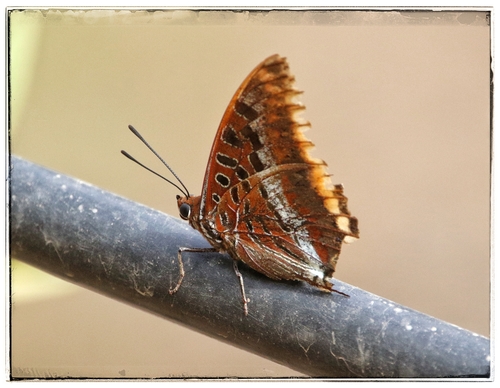 Two-tailed Pasha