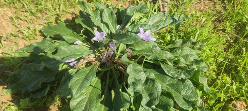 Image of Mandragora autumnalis by (c) Santiago Martín-Bravo, some rights reserved (CC BY)