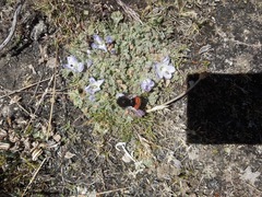 Bombus coccineus