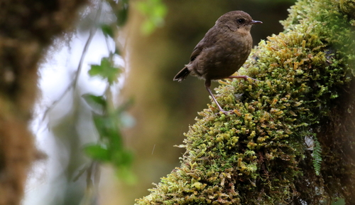 Crateroscelis robusta observed 2017-10-14