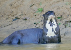 Giant Otter photo 4