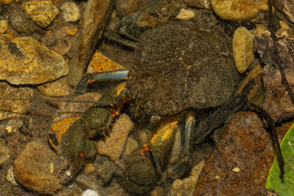 Aegla odebrechtii