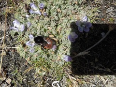 Bombus coccineus