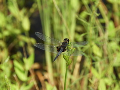 Celithemis martha