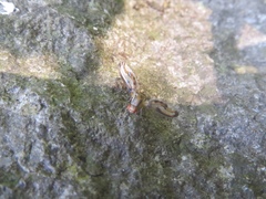 Toxonevra muliebris