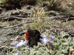 Bombus coccineus