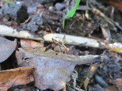 Toxonevra muliebris