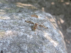 Toxonevra muliebris