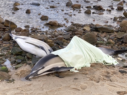 Common Dolphin photographed in Massachusetts