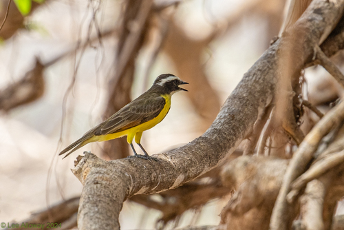 Rusty-margined Flycatcher