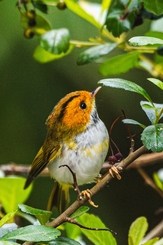 Rufous-faced Warbler