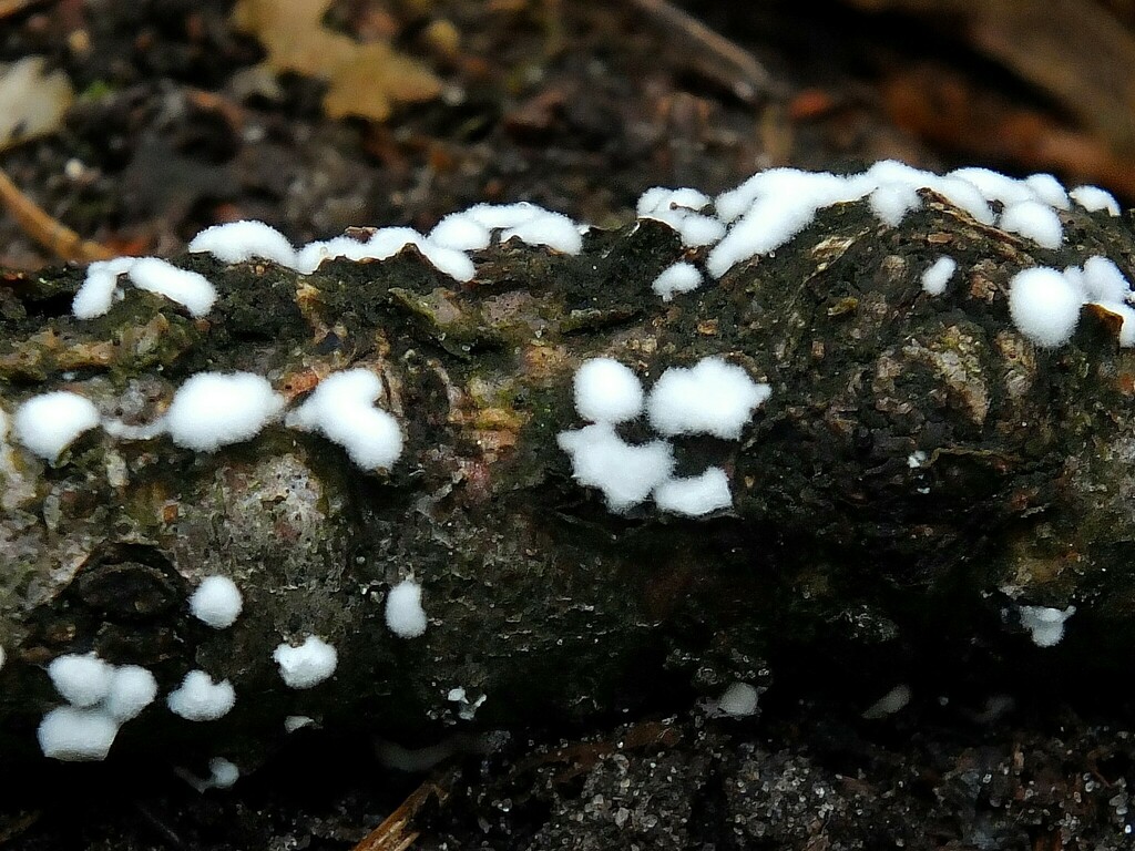 Costantinella micheneri